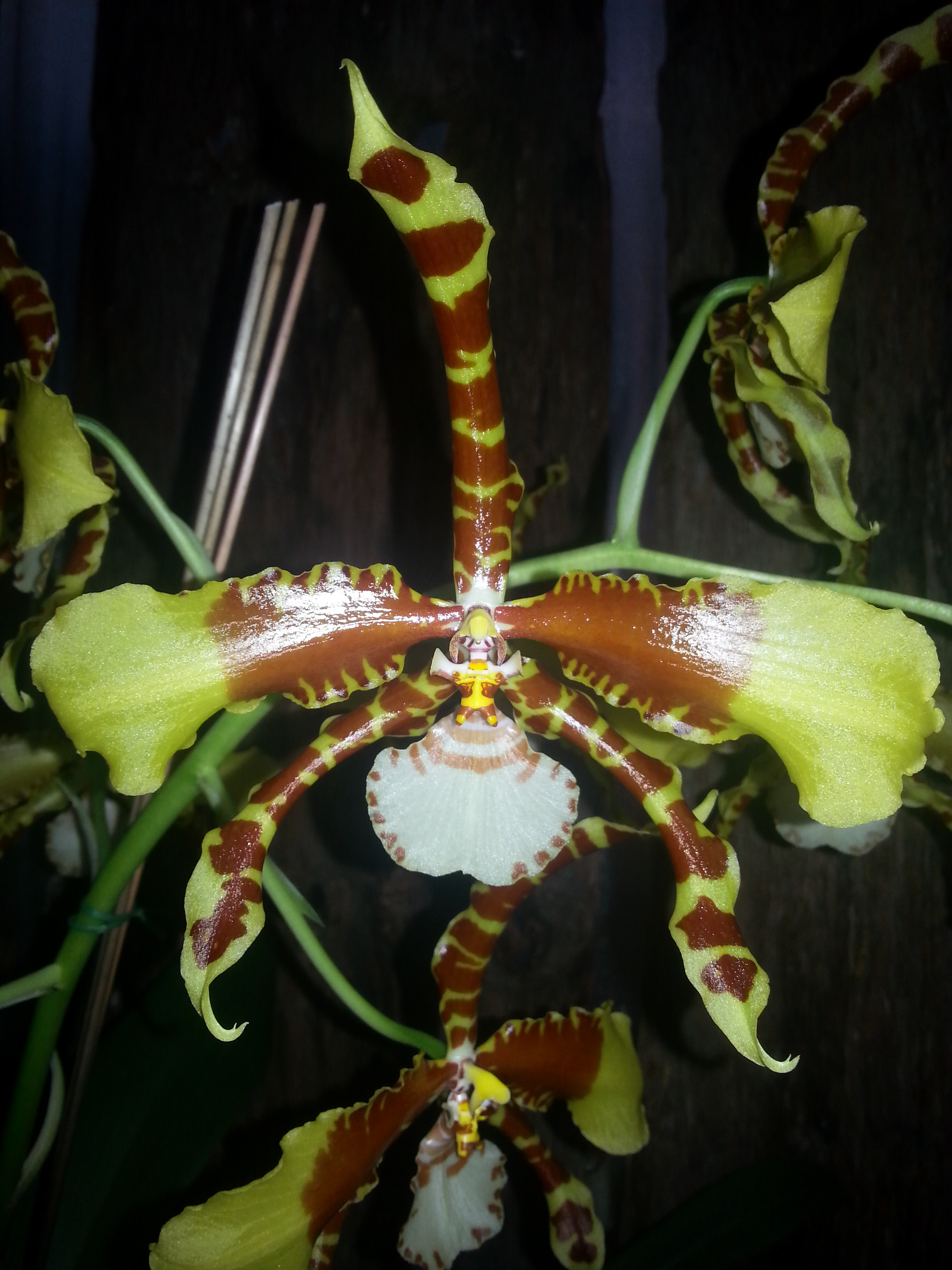 1. Was ist Orchideenzucht?