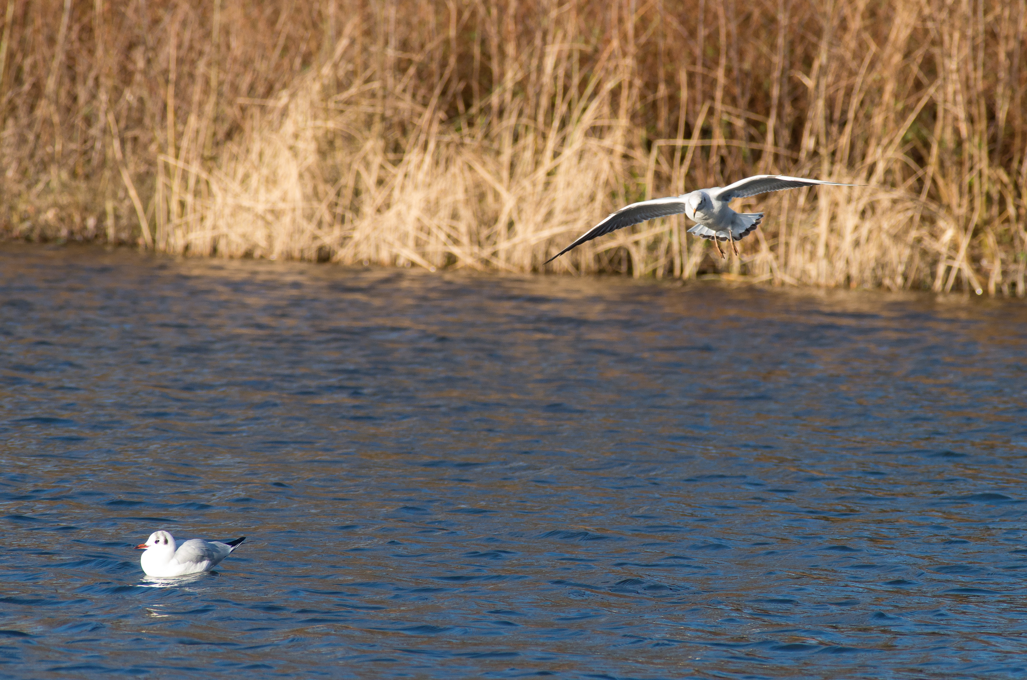 2. Der Vogelflug als Inspiration für menschliches Fliegen