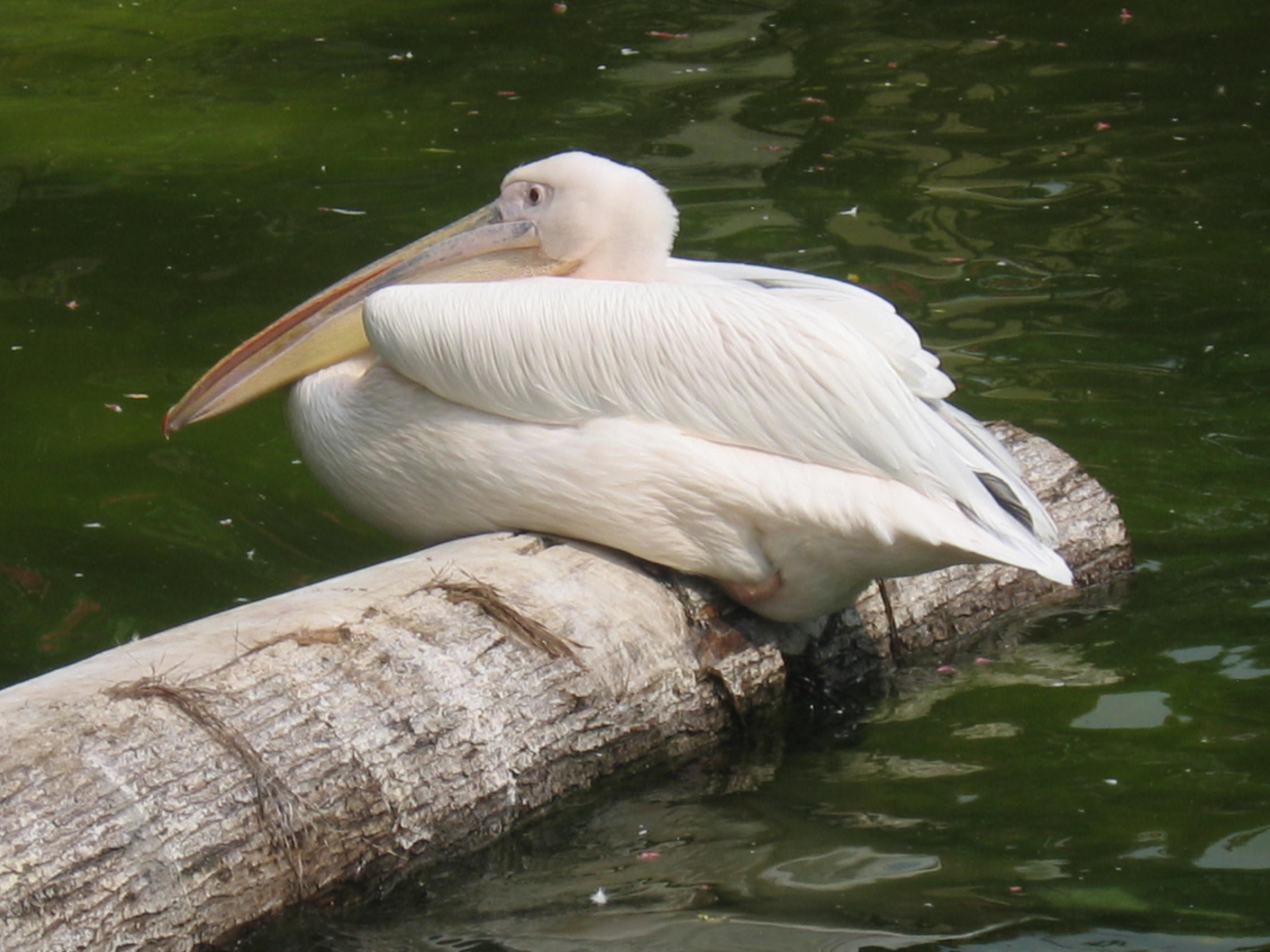 I. Der Zoobesuch im Sommer – Ein Erlebnis