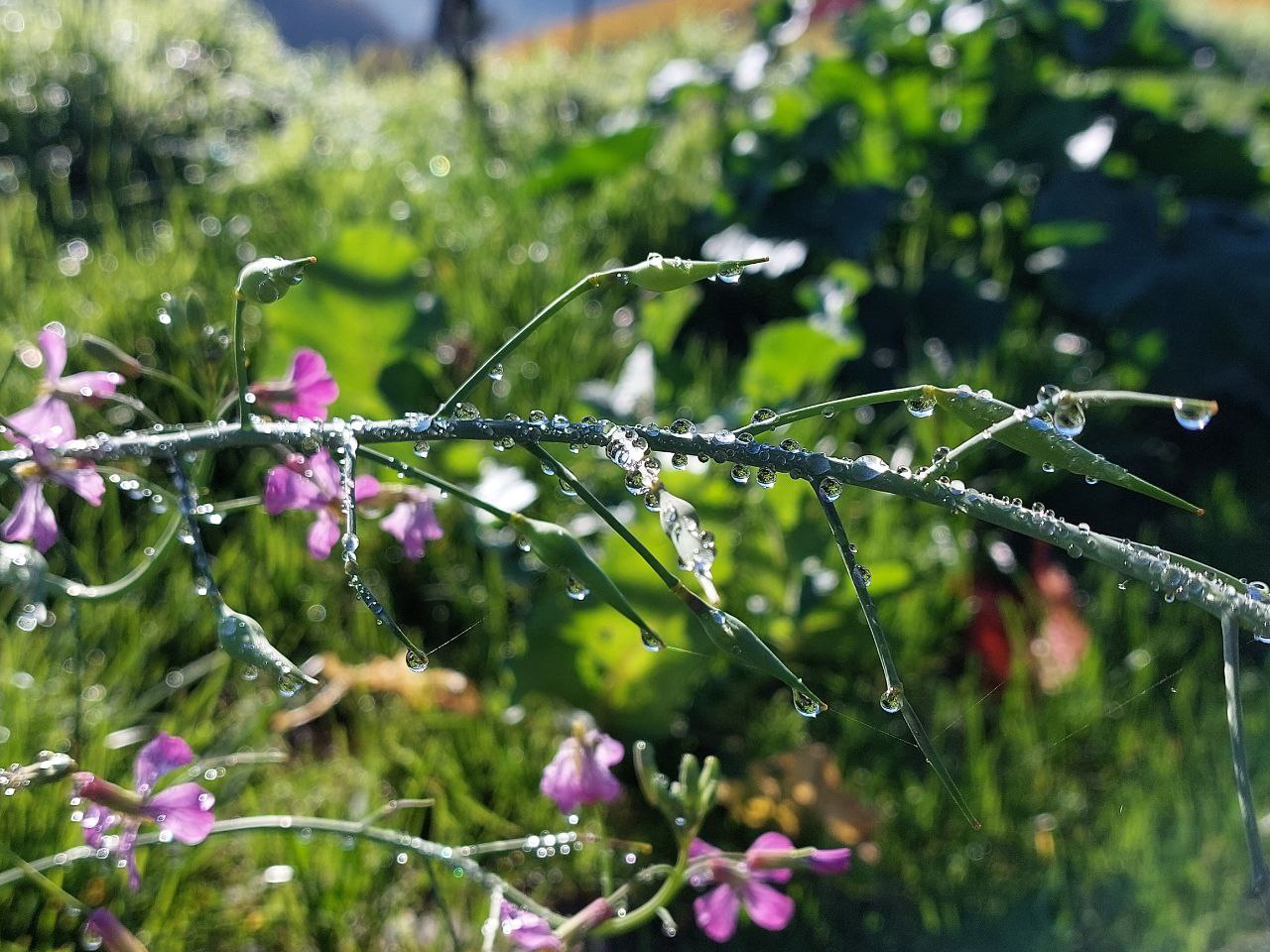 1. Wie die Natur im Mikrokosmos gezeigt werden kann