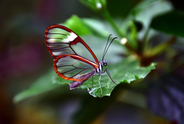 Die Welt der unsichtbaren Tiere