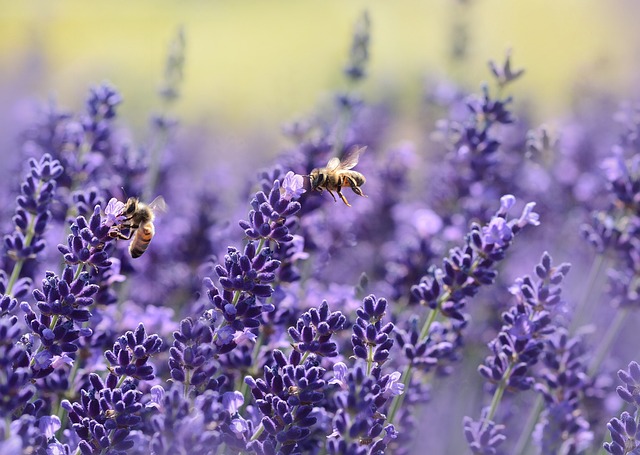 2. Insekten als Eiweißquelle: Warum sie immer beliebter werden