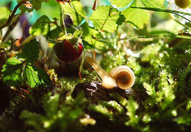 Wie man eine Schnecke zum Marathonläufer macht: Ein Trainingsplan für Tierfreunde