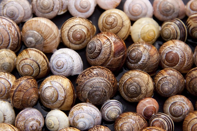 2. Wie man Schnecken für Rennen trainiert