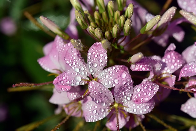 2. Sommerpflanzen in bunten Farben