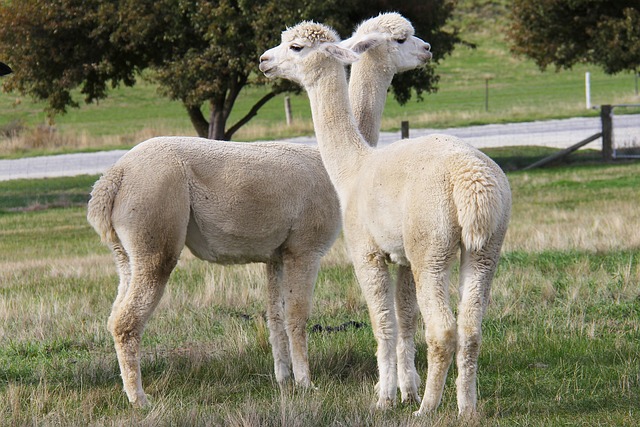 2. Alpakas als neue Hoffnungsträger in der Tiertherapie