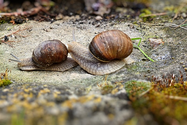 Wie man ein Schneckenrennen veranstaltet: Ein kriechendes Vergnügen