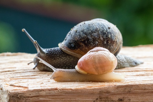 2. Was Sie für ein Schneckenrennen benötigen