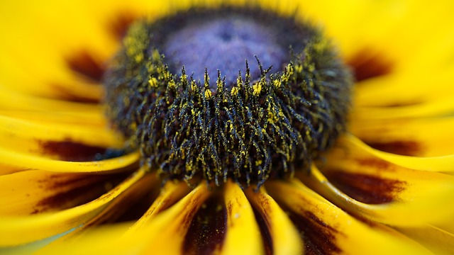 Die Welt im Mikrokosmos - Die unglaublichen Muster der Natur