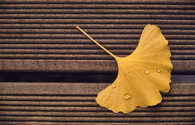 Das Gedächtnis der Natur - Was Bäume uns erzählen können