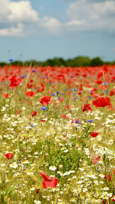 Sommer-Gärtnern: Lernen Sie, wie man einen eigenen Garten anlegt und pflegt