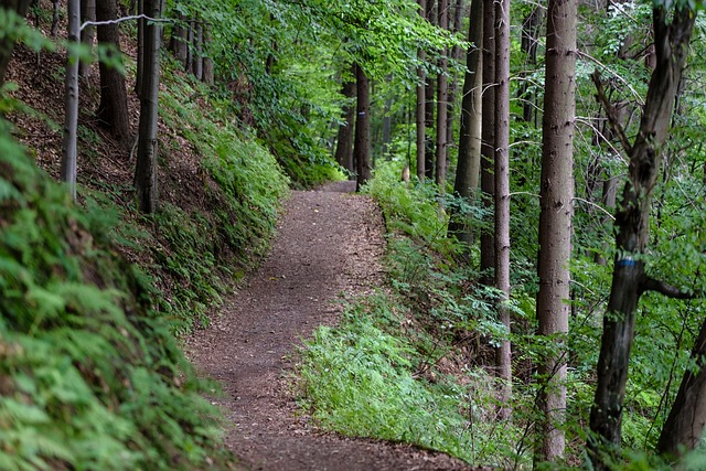 Sommer-Mountainbiking: Erkunden Sie die Landschaft auf dem Mountainbike