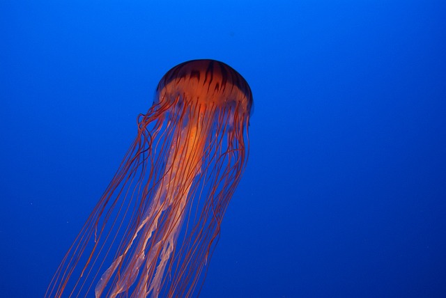 1. Was ist Biolumineszenz?